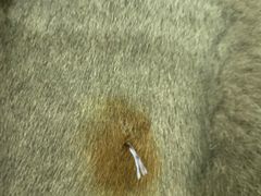 -创凡宠物医院·骨专科  猫科中心(西乡分院)