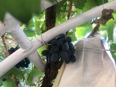 -龙谕酒庄