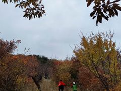 -北京西山国家森林公园