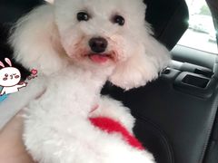 -犬也宠物造型(恒茂国际都会商业街店)