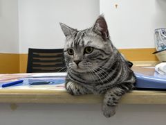 -美联众合动物医院(·中兽医·疑难杂症·严家桥分院)