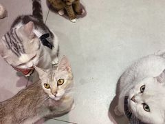 -Heymao猫咖.咖啡厅(东门店)