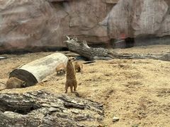 -武汉动物园