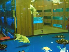 -中环花鸟鱼虫市场