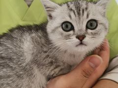 -艾吉宠物医院·疑难杂症转诊中心·猫友好(碧江路院)
