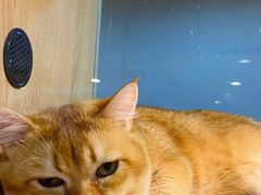 -BABIT巴比特宠物(MOMOPARK店)