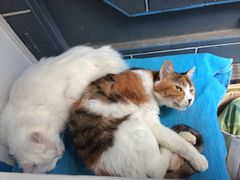 Anne猫窝咖啡屋-Anne猫窝咖啡屋