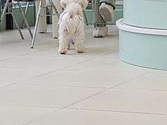 -怪兽屋·羊驼·猫咖·狗咖(俊华广场店)