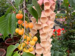 -三圣花乡旅游区