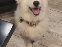 -百好乐宠物友好餐厅(朝外大街店)