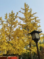 -Lisamoon礼慕纱婚纱礼服高级定制