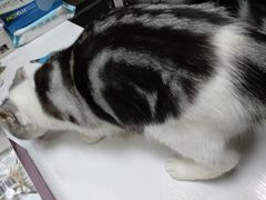 -十年猫舍·猫咪专门店(普陀店)