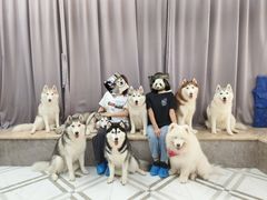 -星多哈·狗咖·拼豆·咖啡