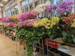 -双季花艺园艺市场(浦东店)