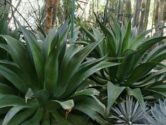 -北京植物园-展览温室