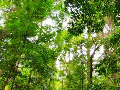 -武吉知马自然保护区