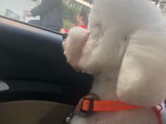 -神采飞扬宠物美容(香港路店)