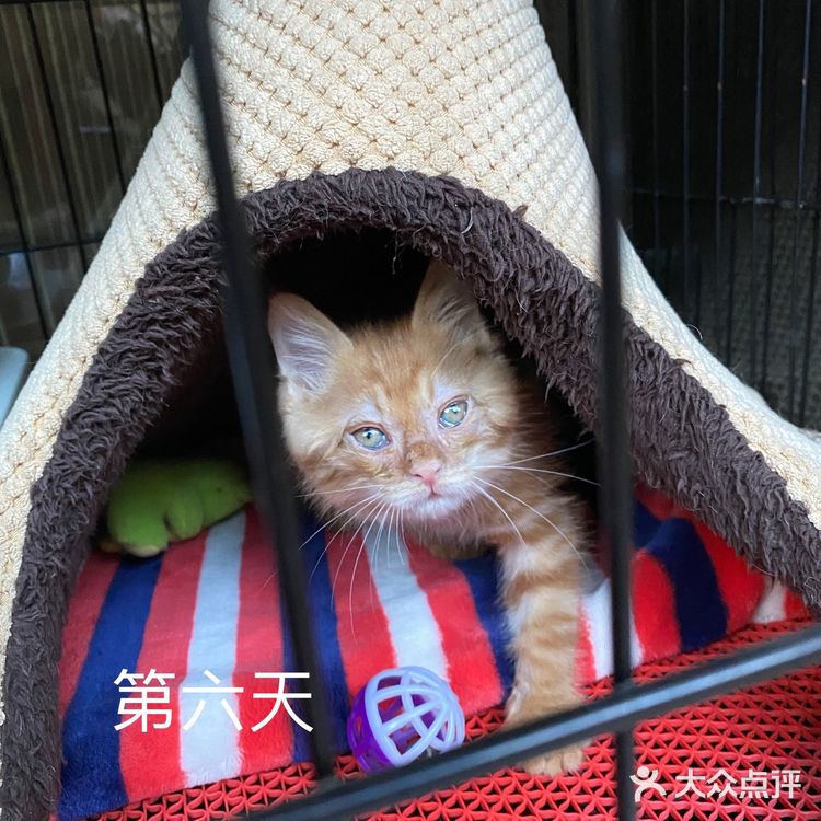 免费领养满月小橘猫，仅限北京！