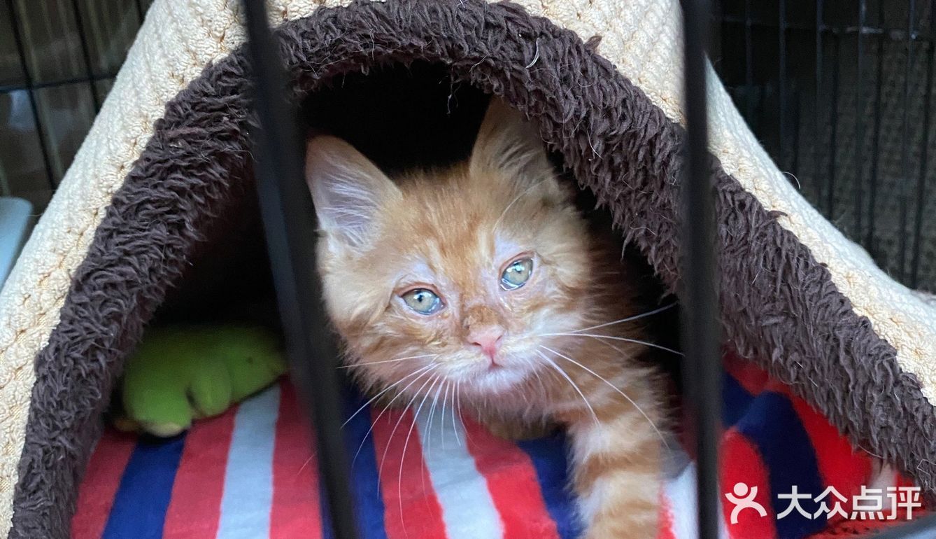 免费领养满月小橘猫，仅限北京！