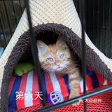 免费领养满月小橘猫，仅限北京！