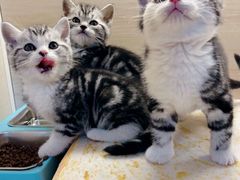 -喵zoo家庭繁育猫舍(尖东智能花园店)