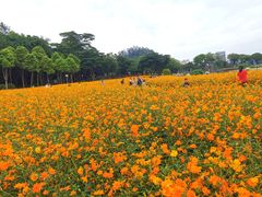 -顺峰山公园
