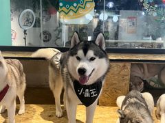 -Husky Go! 哈士奇体验馆·宠物咖啡厅狗咖