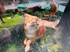 -国家自然博物馆