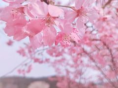 -绵阳盛世樱花悠乐谷