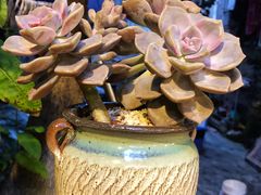 罗非鱼-渔遭殃鱼馆(黄桷垭店)