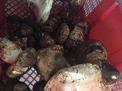 -蘑统田下·野生菌火锅