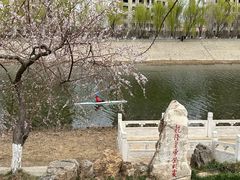 -桃花堤公园