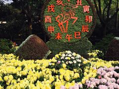 &nbsp;菊花展-汇龙潭