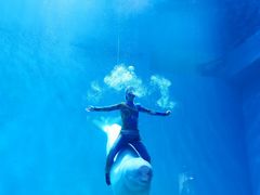 -芜湖新华联大白鲸海洋公园