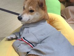 -逗柴咖啡屋·狗咖猫咖宠物桌游