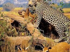 -陕西自然博物馆