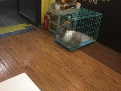 -志龙皇冠吃货椰子铺