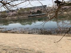 -桃花堤公园