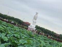 -荷塘月色湿地公园·向阳花洲