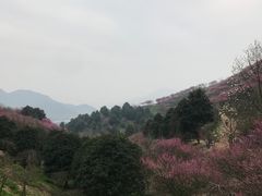 -新建村梅花