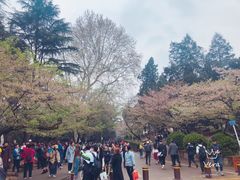 -武汉大学-樱园