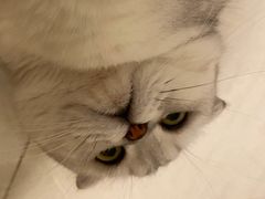 -凯特喵百思猫专科医院