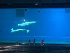 -芜湖新华联大白鲸海洋公园