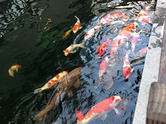 -华庭苑农家乐(旺山店)