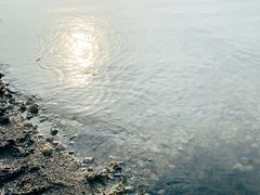 -泗洪洪泽湖湿地景区