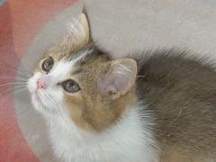 -青奢宠物·青奢猫舍