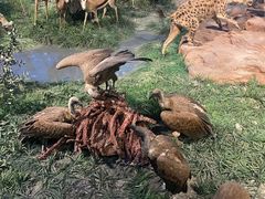 -国家自然博物馆