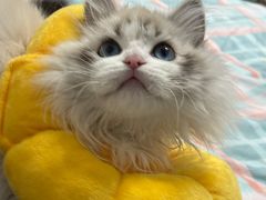 -pd派德宠物中心医院24H急重症·眼科中心·血液透析中心(嵩山北路店)