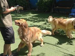 -宠物寄养训练学校