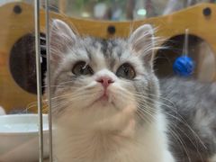 -屋虎猫馆(宝安大仟里店)